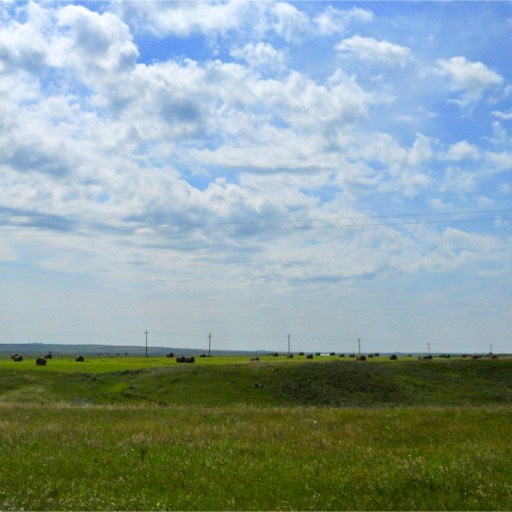 There are rolls of hay on the field, waiting to be picked up and stored as winter feed for cattle. 