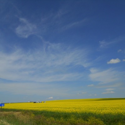 As summer fades, the prairie is exceptionally colorful before harvest. 